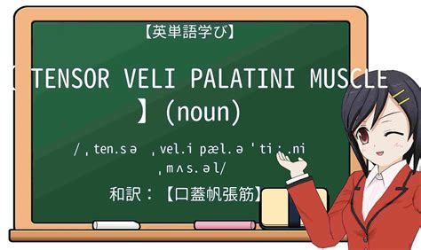 【英単語】tensor-veli-palatini-muscleを徹底解説！意味、使い方、例文、読み方