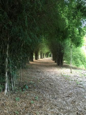 El Paraiso del Bambu y La Guadua (Montenegro) - 2020 What to Know ...