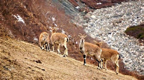 Dhorpatan Hunting Reserve Trek - Nepal - Klook India