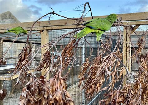 How Aruba's National Park Is Saving A Locally Extinct Parrot