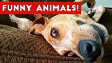 Dumb Pictures by Funniest Pet Moments On 2017 Dumb Pictures