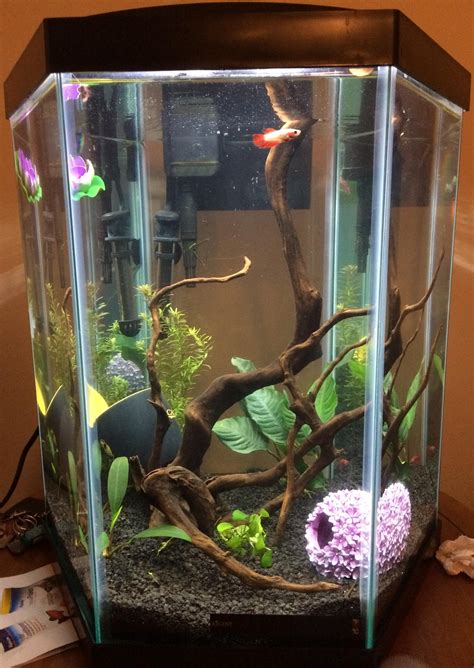 Hexagon Fish Tank Ideas at Alyssa Geddes blog