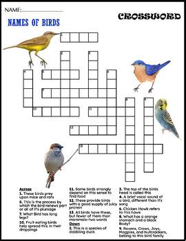 Names Of Birds Fun Worksheets - Word Search And Crossword by FunnyArti
