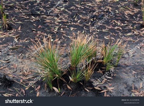Grass Tree Plant Xanthorrhoea Sp Showing Stock Photo 2115259976 | Shutterstock