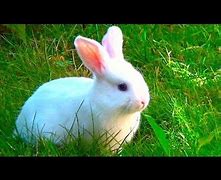 Image result for Pink White Baby Bunnies