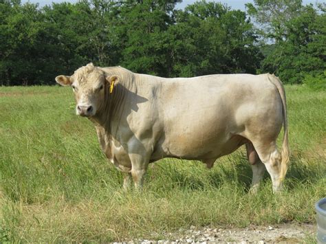 Backbone Ranch| Grass Fed Beef| Murray Grey Cattle| Dallas TX Delivery