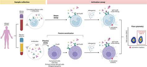 Flow cytometry–based basophil and mast cell activation tests in allergology: State of the art ...