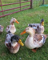 Image result for Cute Baby Animals Ducks