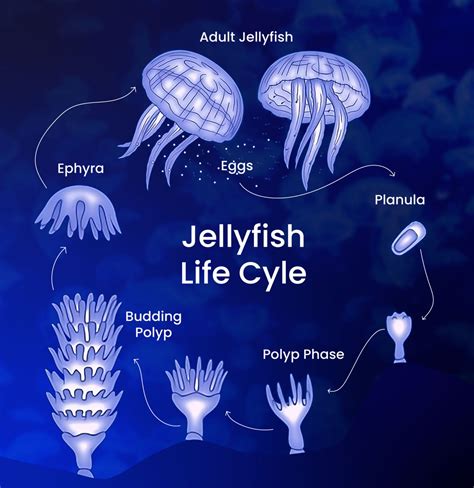 Fascinating Facts About Jellyfish