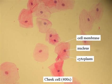 Cheeks Cells Under a Compound Microscope 的图像结果