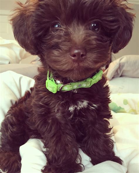 Chocolate Brown Maltipoo Puppy Brown Maltipoo, Goldendoodle Puppy ...