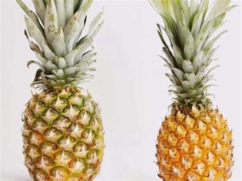 农家田地直销 Inspection 凤梨Pineapple exports 出口新鲜菠萝批发价格 菠萝-食品商务网