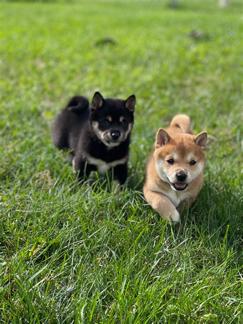 Mini Shiba Inu Dogs | Small & Spirited Pets