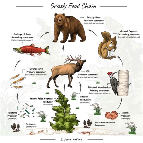 Great Bear Rainforest Food Chain at Jerome Henderson blog