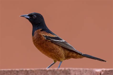 Orchard Oriole (Orchard) - eBird