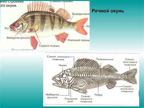 Окунь: речной и другие виды. Как выглядит, внешнее строение окуня