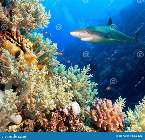Caribbean reef shark stock image. Image of predator, underwater - 35678331
