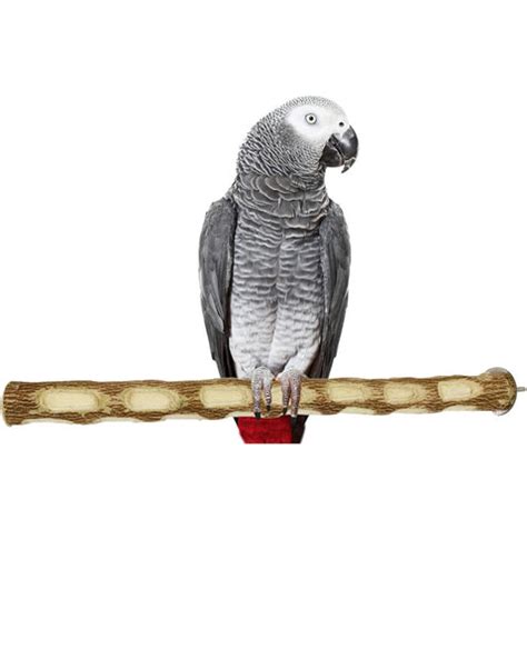 Neem Wood Perch – Ishika Bird Toys