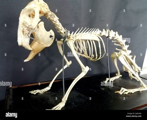 Rabbit skeleton hi-res stock photography and images - Alamy