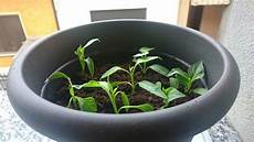 come seminare i pomodori in vaso quando seminare i peperoncini guida facile con come seminare i pomodori in vaso quando seminare i peperoncini guida facile con