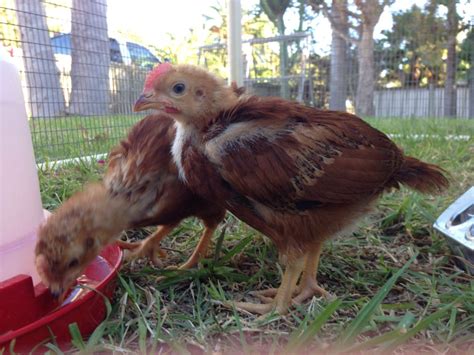 4 week old RIR's Pullets or Cockerals? | BackYard Chickens - Learn How ...