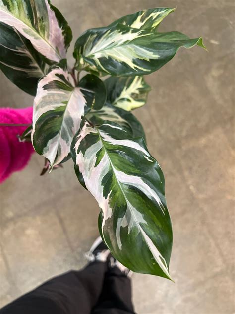 Calathea Stella – jungleroseinc