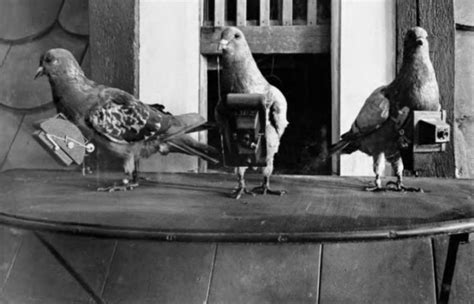 Pigeon photography: Trained birds were used experimentally before and ...