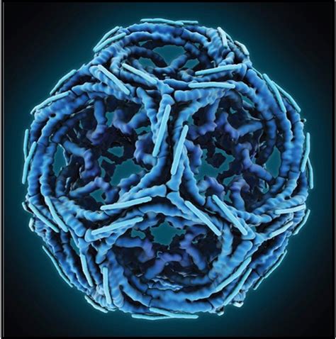 Vesicles Cell 的图像结果