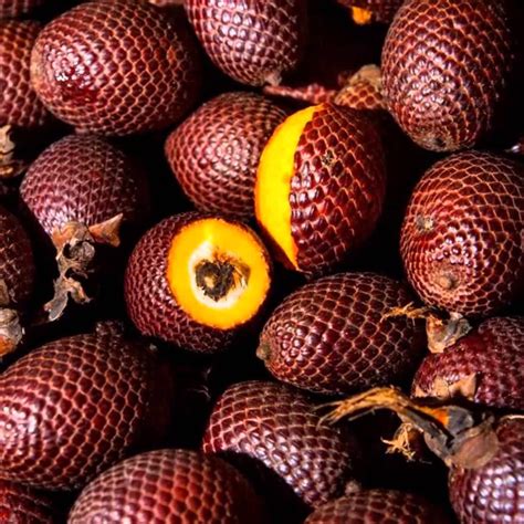 Aguaje Fruit Plant (Mauritia flexuosa) – veliyathgardens