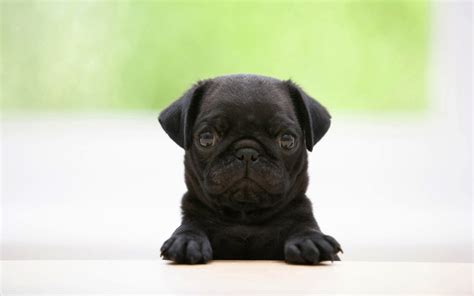 🔥 Free Download Black Pugs Puppies Image Amp Pictures Becuo by @avaldez ...