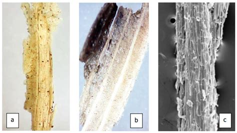 Sugarcane Bagasse as Aggregate in Composites for Building Blocks