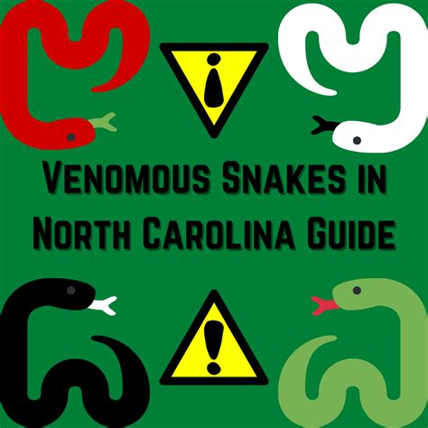 How To Get A Venomous Snake Permit In North Carolina at Paula Barnhart blog