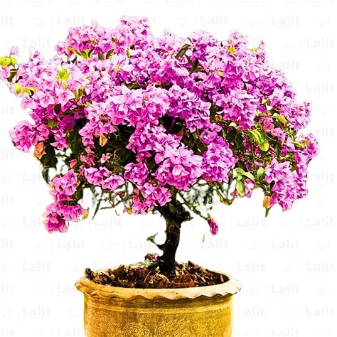 Bougainvillea Round Shape (Lavender) - Plant – Lalit Enterprise
