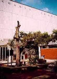 The Brazos County courthouse cedar in Bryan, Texas