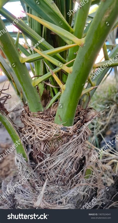 Image result for Date Palm Tree Trunk Rot