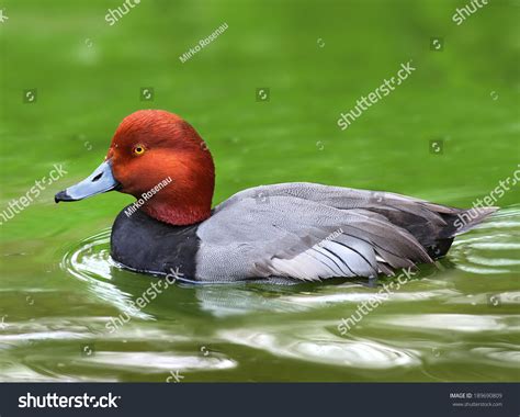 What Is Called Male Duck at Steven Peraza blog
