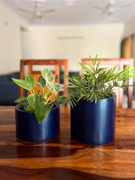 Chamaedorea Palm and Philodenron Birkin Combo Plants with Pot – Dharya