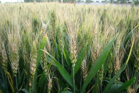 小麦的主要品种有哪些？