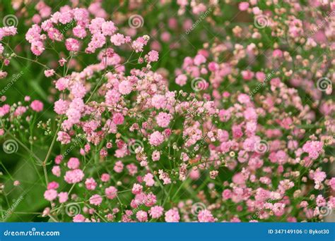 Beautiful Pink Flowers Of Gypsophila Paniculata In The Garden. The Baby ...