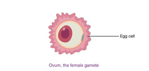 class 8 Reproduction in Animals Short notes science chapter 9 ...