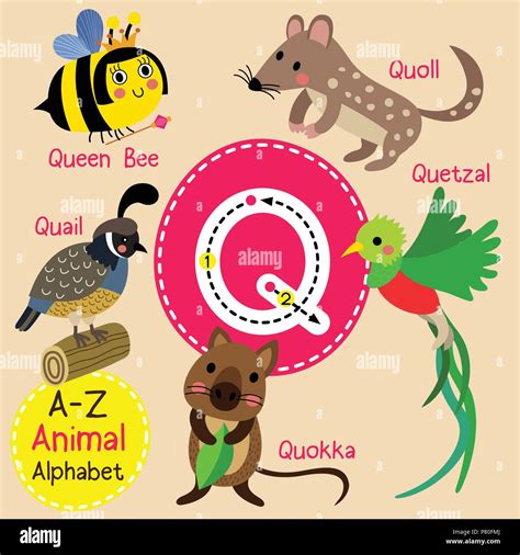 Cute children zoo alphabet Q letter tracing of funny animal cartoon for ...