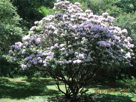 The News From Owl Hollow: Mountain Laurel Abundance