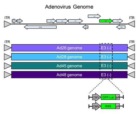 Species D Adenoviruses as Oncolytic Viral Vectors