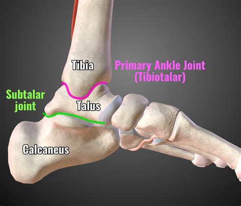 Ankle Joint Vs Subtalar Joint at Jacob Trundle blog