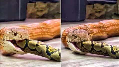 Image result for Python Snake Eating