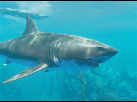 Stranded Deep Megalodon 的图像结果