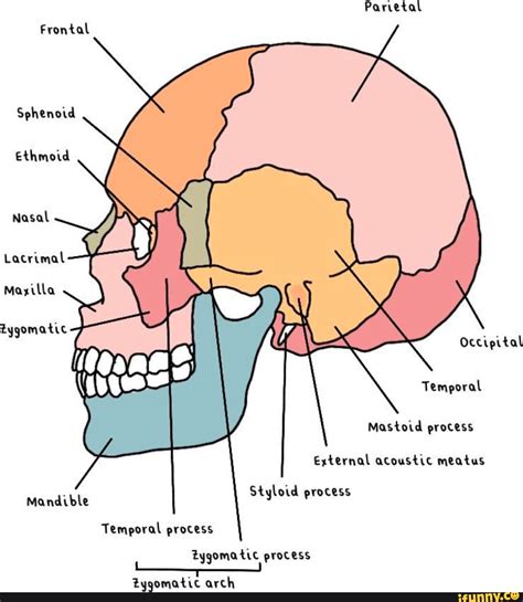 Parvetal Frontal Sphenoid Ethmoid Nasal Lacrimal Maxilla Occipital ...