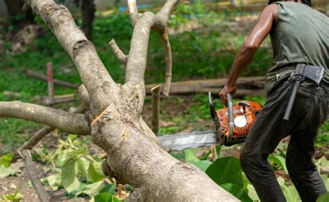 Tree Removal Cost 的图像结果