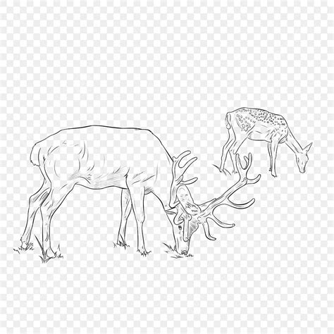 How To Draw A Deer Eating Grass Step By Step