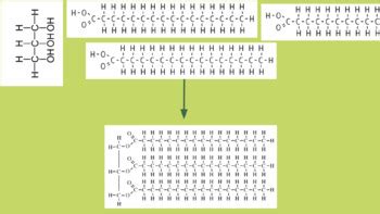 Image result for Macromolecules Building Blocks